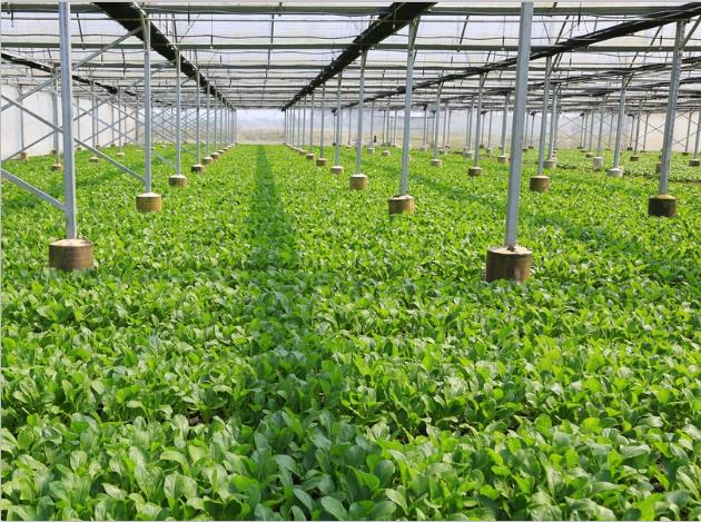 花季传媒APP免费下载安装-花季传媒APP每天免费3次观影种植基地