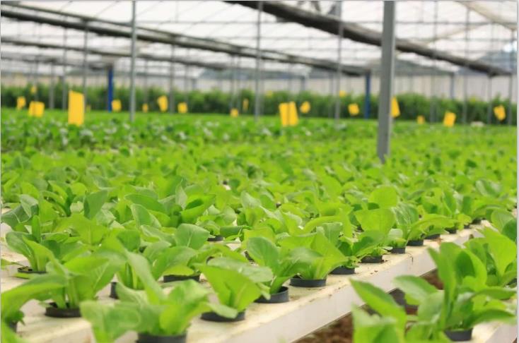 花季传媒APP免费下载安装-花季传媒APP每天免费3次观影种植基地
