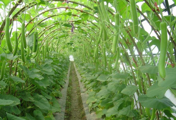 花季传媒APP免费下载安装-花季传媒APP每天免费3次观影种植基地